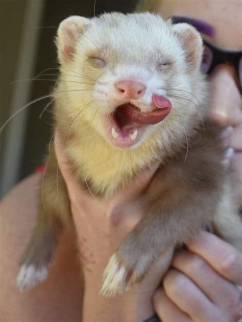 my best friend caught this mega blep from her massive chunk of ferret today 😍 aww