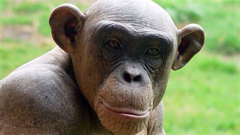 Chimpanzees Have Human Like Personalities