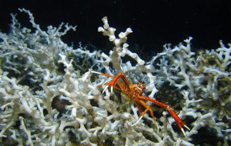 Ocean Circulation Changes May Have Killed Cold Water Corals Geospace