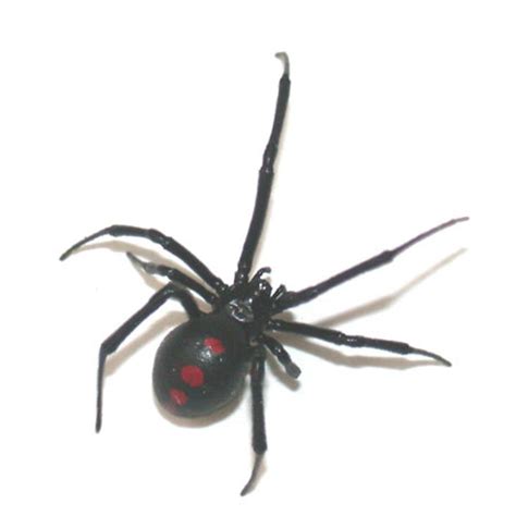 How he approaches her could mean the difference between life and death. Black Widow :: Saint Louis Zoo