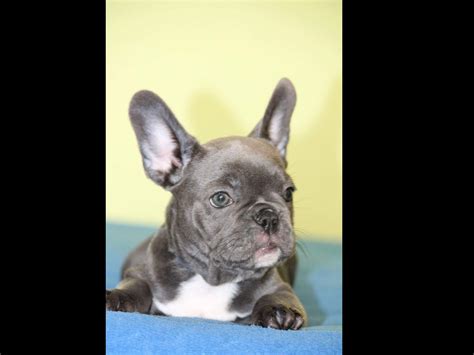 Click french bulldog breed standard to read about which characteristics are desirable, and which are considered disqualifications in our breed. Exquisite French Bulldogs - Dog Breeders - Marysville, WA