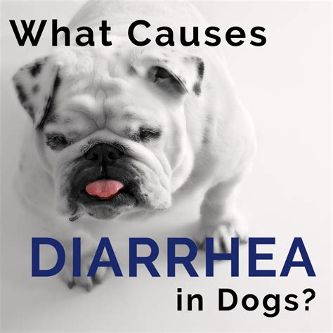 Dog Diarrhea Causes And Treatment Pethelpful