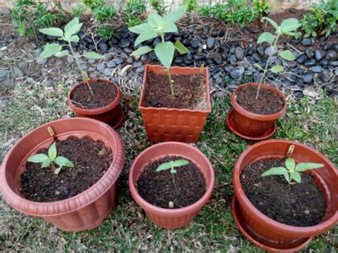 Berikut tahapan menama bunga matahari dalam pot: Cara Menanam Bunga Matahari Dari Biji - BibitBunga.com