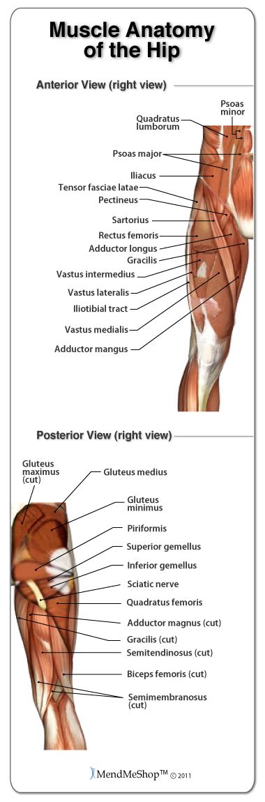 To hold the hip muscles and. Anatomy of the Hip Joint