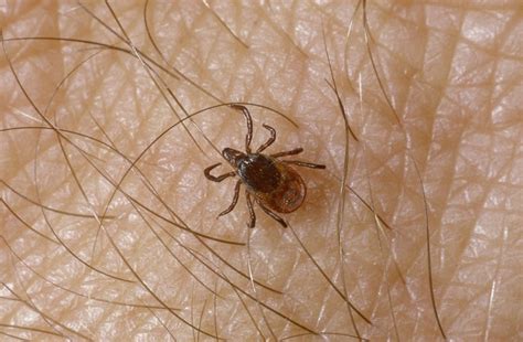 Ticks Guide How To Prevent And Treat Tick Bites Bbc Countryfile