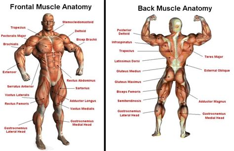 Some muscle names indicate the number of muscles in a group. Image result for major muscle groups of the human body ...