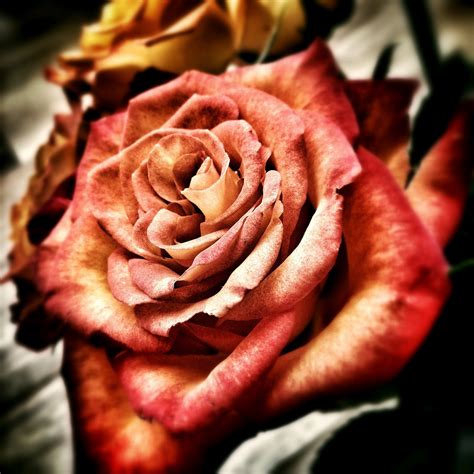 Gambar Mekar Menanam Daun Bunga Berkembang Cinta Romantis