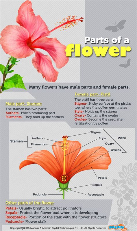 Parts Of A Flower Parts Of A Flower Flower Science Biology Plants