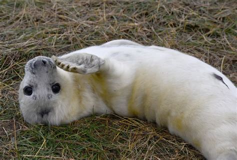 Aww 11 Photos Of Cute Seal Pups At Donna Nook Lincolnshire Live