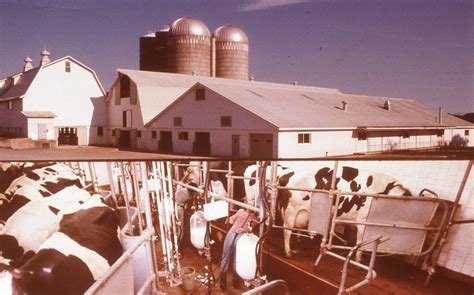Dairy Barn And Milking Parlor Approximately Cows Are Milked Twice