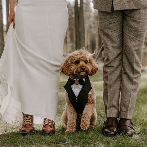 Ready To Ship Black Dog Suit Dog Wedding Attire Dog Ring Etsy Ireland
