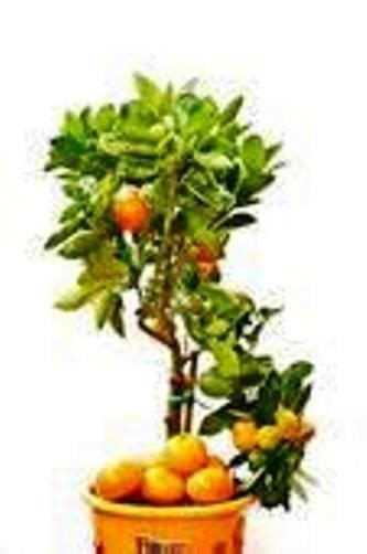 Seedless Tangerine Orange Treeflowering Tree Fruit Treebonsai Tree
