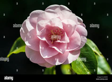Camellia Williamsii Spring Festival Hi Res Stock Photography And Images