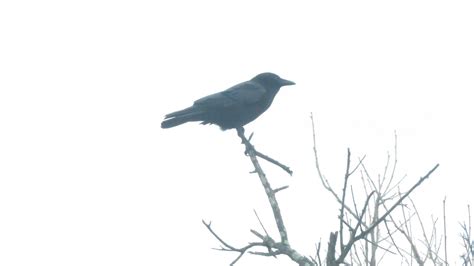 Crows A Flickr