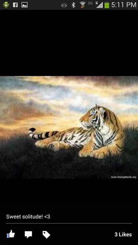 Pin By Colleen Jenkins On Tigers My Favorite Animals