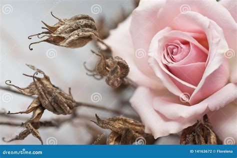 Pink Rose And Withered Plant Stock Photo Image Of Single Soft 14163672