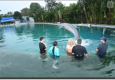 Dolphin Marine Conservation Park Coffs Harbour All You Need To Know