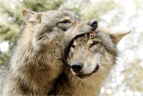 This Is How Wolfs Kiss Funny Wolf Wolf Pictures Wolf Love