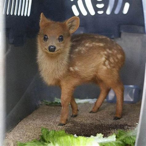 The Worlds Smallest Deer A Pudu They Hide In Bamboo To Avoid