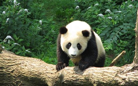 Panda wallpaper, monochrome, white, black, simple, black background. Panda Wallpapers, Pictures, Images