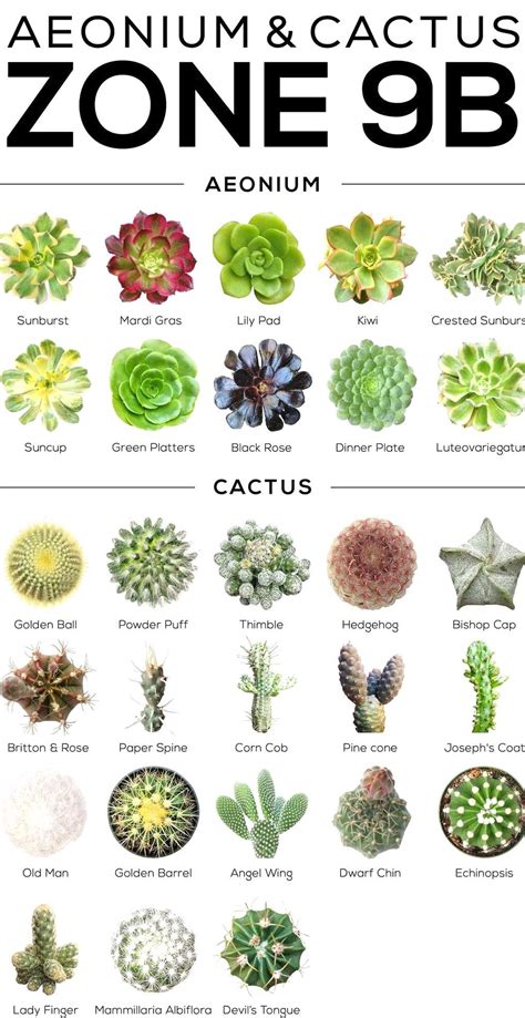 As long as it's about succulents you may post it here! CHOOSING SUCCULENTS FOR ZONE 9 - CALIFORNIA FLORIDA AND ...
