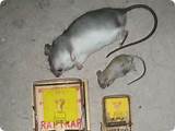 Mouse Trap Vs Rat Trap Pictures