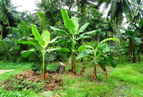 We did not find results for: Kumbang Pisang - Wikipedia bahasa Indonesia, ensiklopedia ...