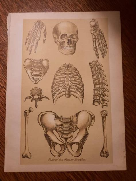 Human Skeleton Ephemera Skull Medical Parts Antiques Print Etsy