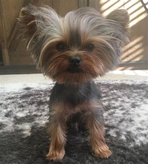 60 Best Yorkie Haircuts For Males And Females Page 6 Of 13 The Paws