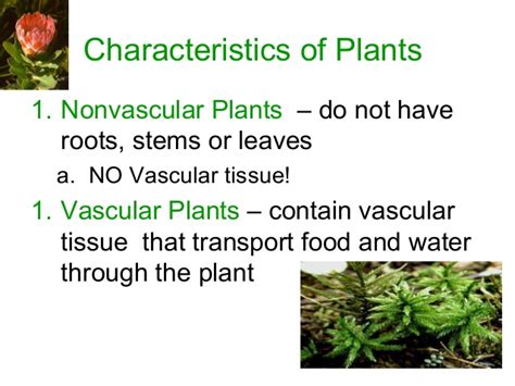 Plant Divisions Mosses And Ferns