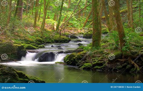 Mossy Rock Stream Stock Photo Image Of Lush Foliage 24718830