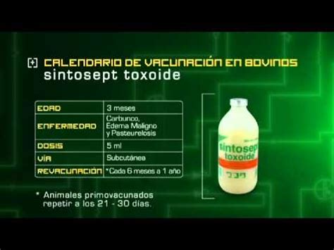 Coronavac (sinovac research and development co). Calendario de vacunación en bovinos 1/2 - YouTube