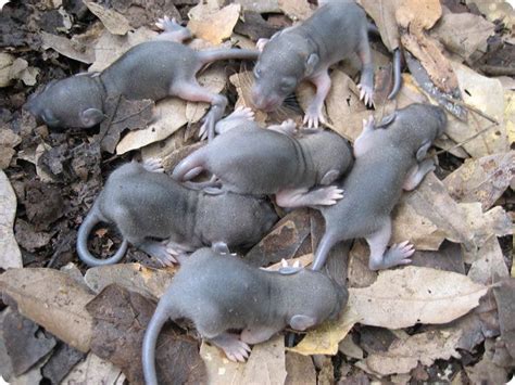 Baby Rats I Love Love Love Rats They Are Sooooo Clever N Their