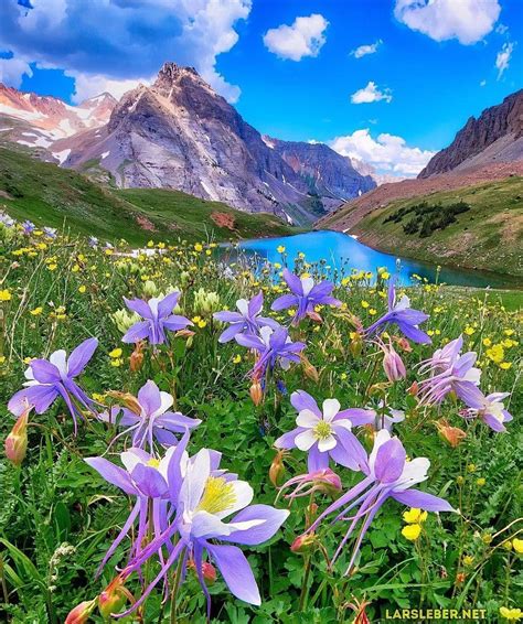 Beautiful Flower Front The Mountain And Water Nature