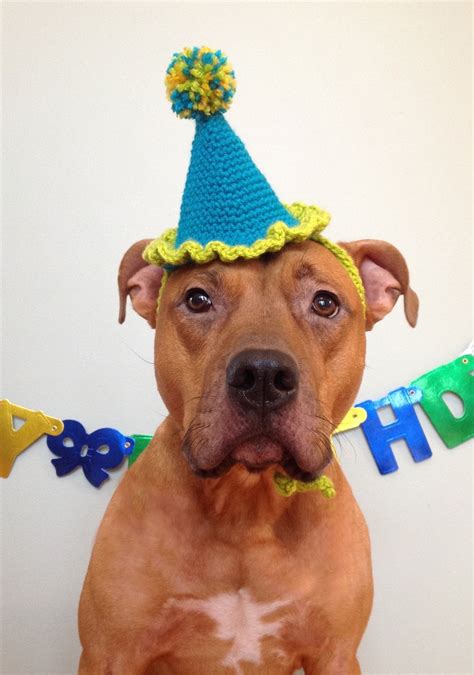 Dog Birthday Hat Party Hat For Dogs Gotcha Day Hat