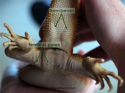 Femoral Pores Bearded Dragon Male Or Female Midnight Dreamers