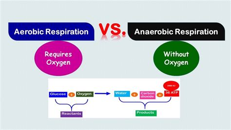Differences Between Aerobic Vs Anaerobic Respiration Video Lesson My