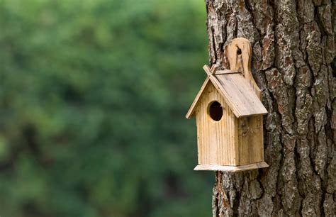 Bird Houses For Your Backyard Blains Farm And Fleet Blog