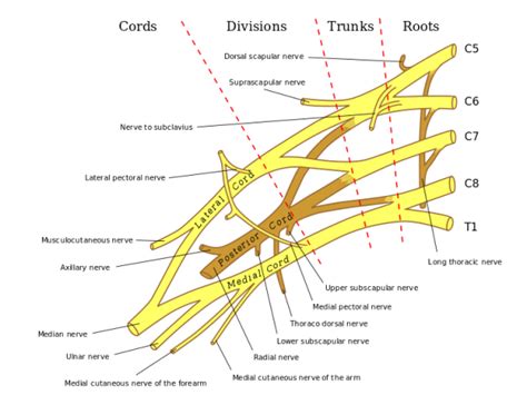 Anatomical Illustration Of The Brachial Plexus With Areas Of Roots
