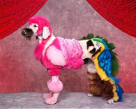 Enter The Unusual World Of Extreme Dog Grooming Bold And Unusual Dog