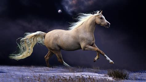 Arabian Horse Photo Gallery Wallpaper 53 Images