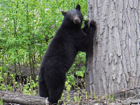 Black Bear Bc Canada This Young Bear I Found On The Eska Flickr