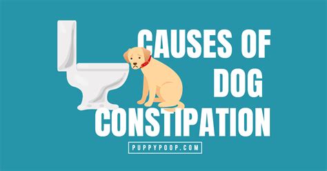 Causes Of Dog Constipation And Remedies To Keep Your Dog Healthy