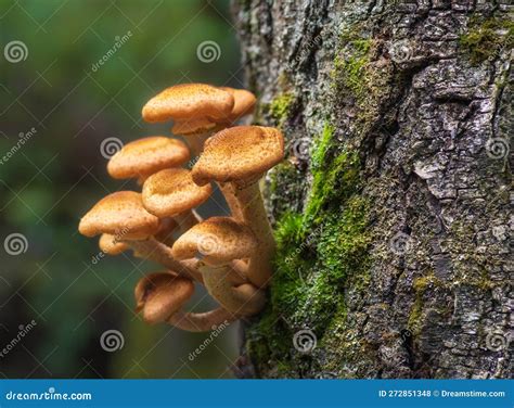 Honey Fungus Mushrooms Growing On The Grey Tree Trunk Stock Photo