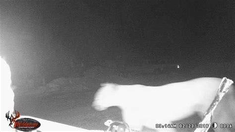 Cougar Spotted In Menomonee Falls Dnr Verifies