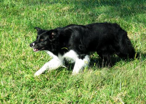 Bc Without White On Their Faces General Border Collie Discussion Bc