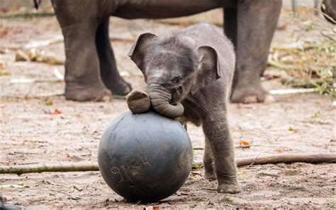 38 Baby Elefanten Bilder Besten Bilder Von Ausmalbilder