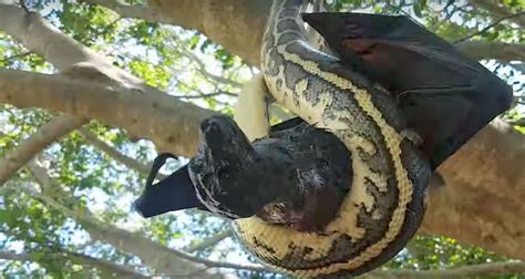Python Discovers Its One Thing To Catch A Bat Its Another To Stomach It Predator Vs Prey