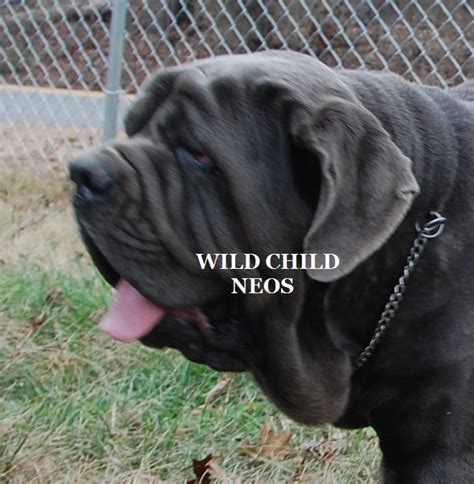 Tawny Neapolitan Mastiff Dog Blue Neapolitan Mastiff Tan Neos