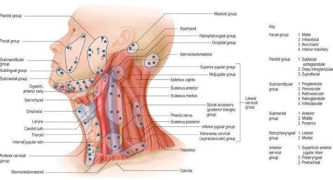 Lymph Nodes Of The Head And Neck Lymph Massage Medical Anatomy